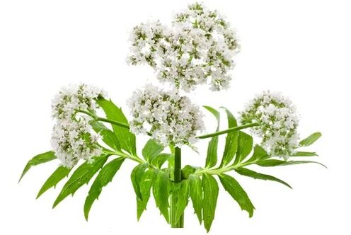 Cardiol съдържа Valerian officinalis